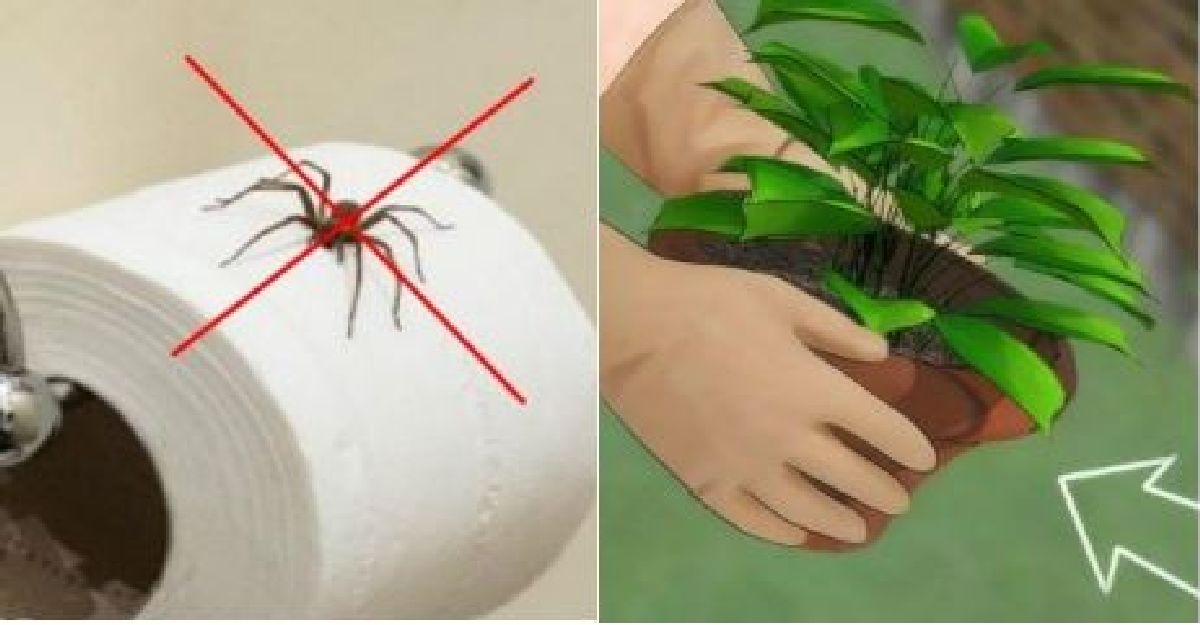 Chassez les araignées définitivement de votre maison grâce à ces astuces !