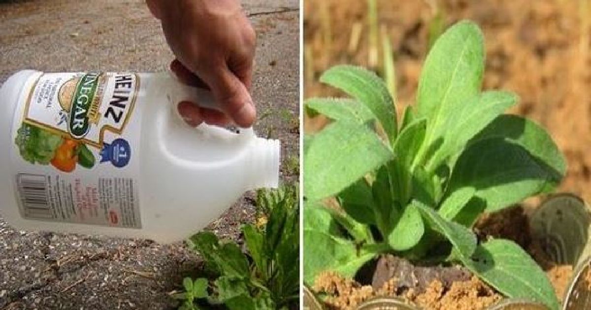 Astuces pour améliorer la croissancede vos plantes et le sol de votre jardin