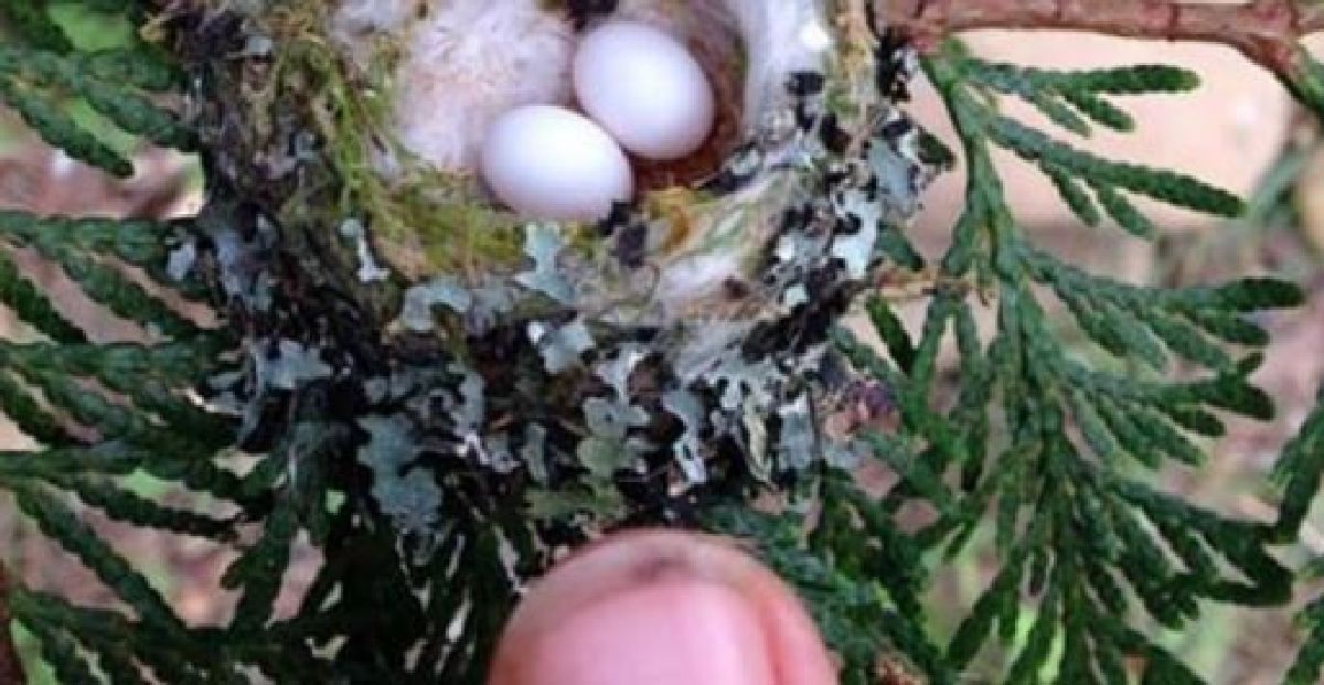 Les experts supplient tout le monde de verifier si ces oeufs minuscules se trouvent dans votre jardin !
