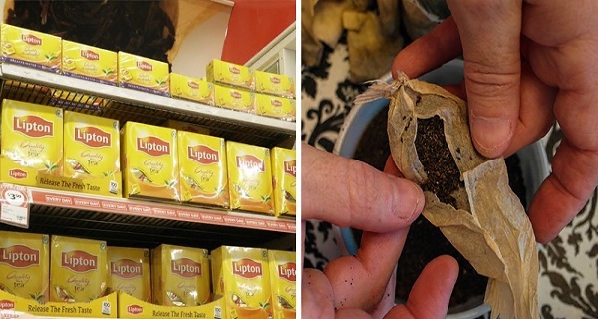 La plupart des sachets de thé contiennent des quantités illégales de pesticides mortels