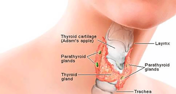 Comment Aider votre thyroïde, avec l’huile vierge de noix de coco