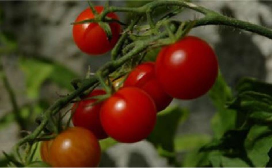 Une méthode simple et naturelle pour augmenter votre récolte de tomates