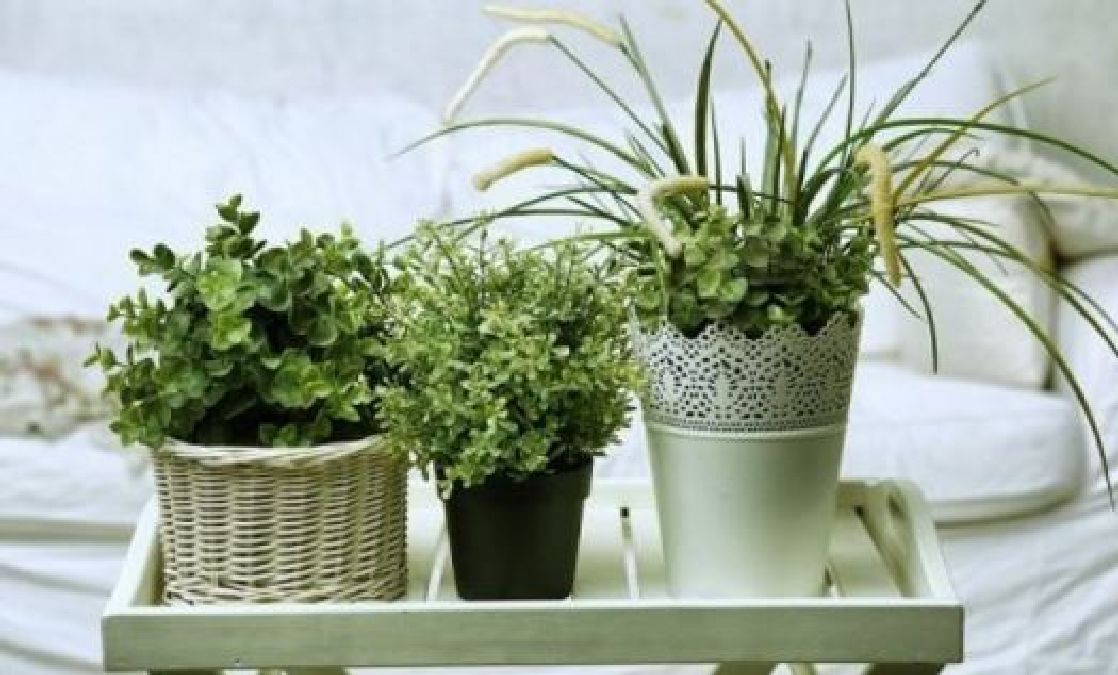 Ces plantes vous aideront à mieux dormir si vous les placez dans votre chambre