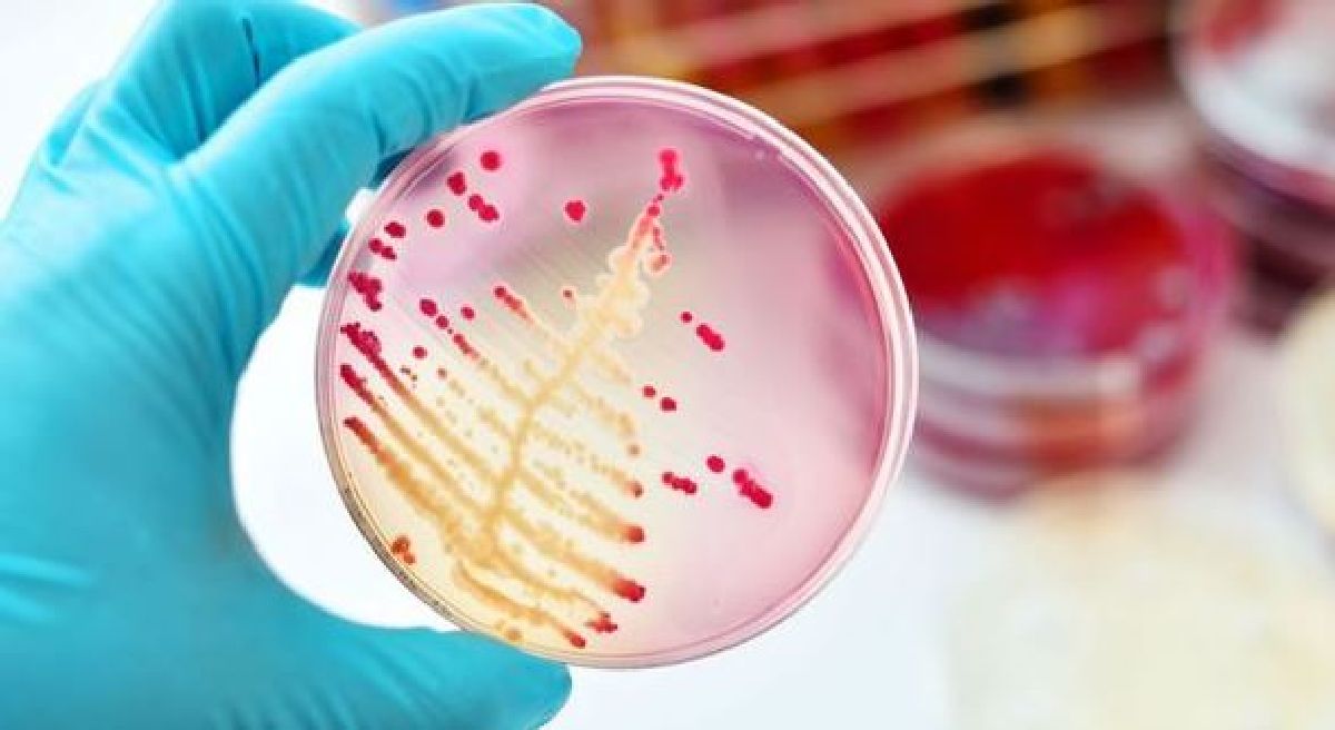 Découverte d’un antibiotique dans des bactéries