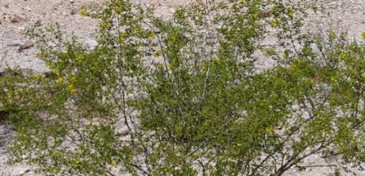 L’arbre à créosote : Un traitement naturel contre les infections parasitaires