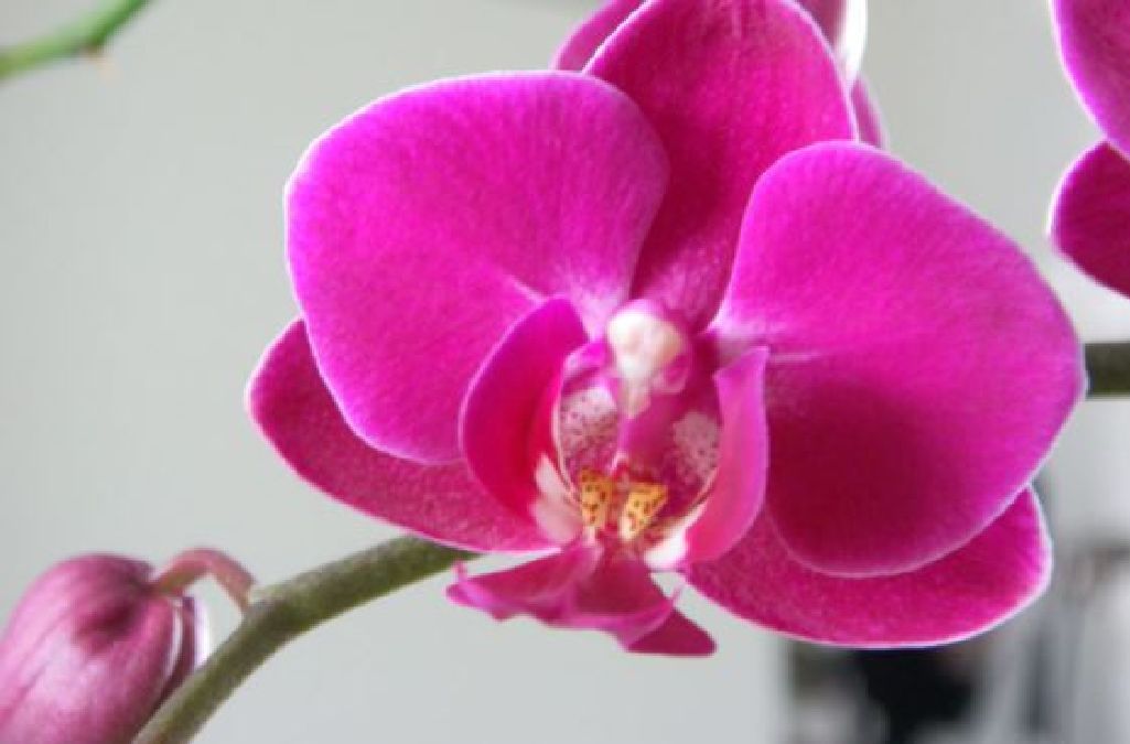 Une astuce très simple qui vous aidera à entretenir et conserver votre orchidée