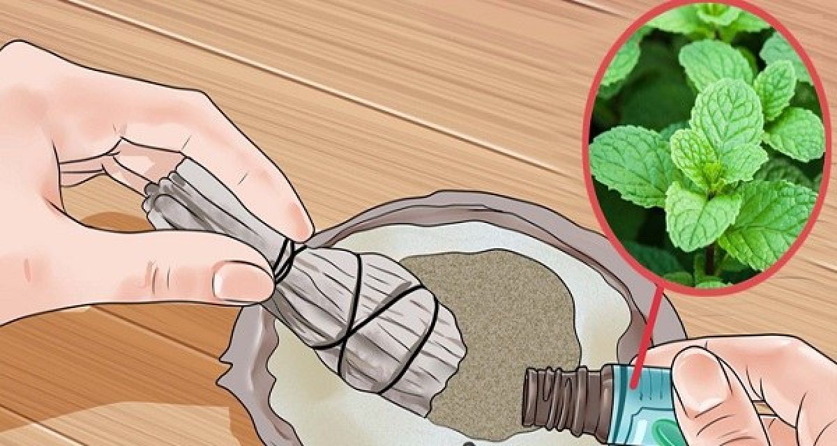 Comment utiliser l’huile essentielle de menthe poivrée contre l’addiction au sucre !