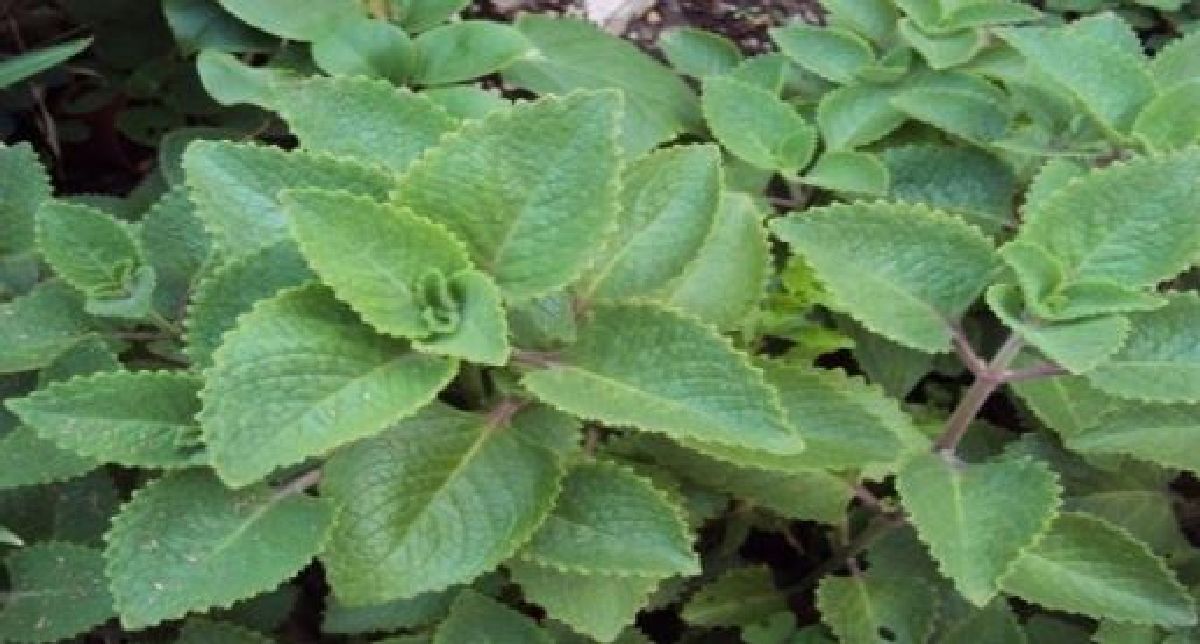 Découvrez la plante « vaporub »! Elle peut traiter la sinusite et le diabète et renforcer votre coeur!