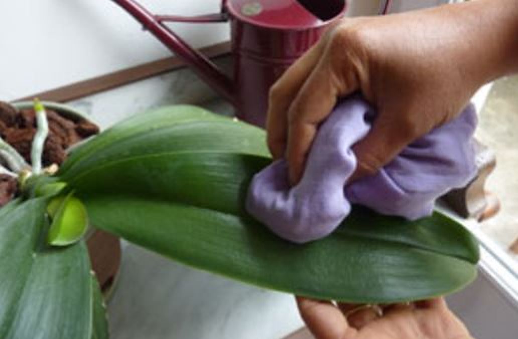Voici quelques astuces testées approuvées pour faire fleurir votre orchidée fanée  !