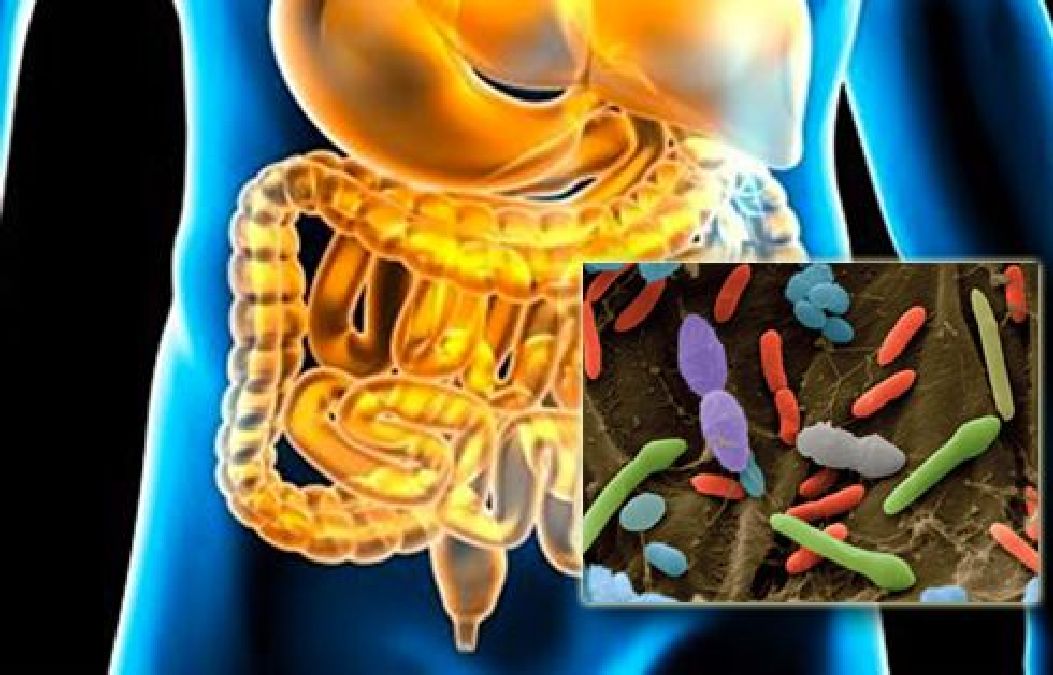 Des chercheurs ont révélé comment vos bactéries intestinales vous causent de l’anxiété